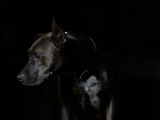 black pit bull