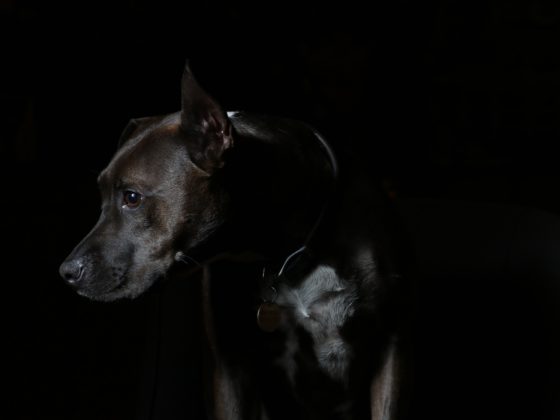black pit bull