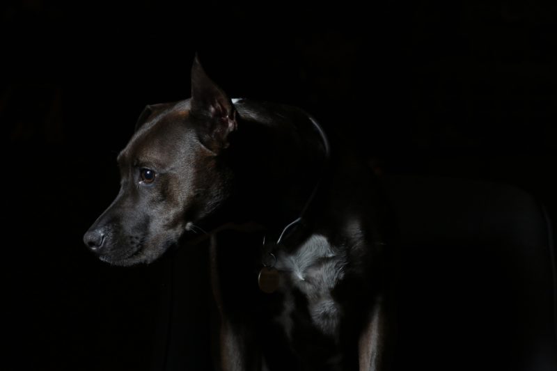 black pit bull