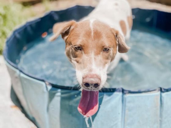 happy dog in pool