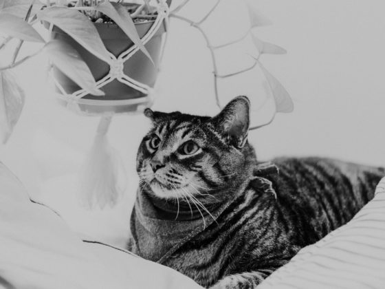 cat and plant