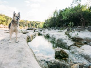 dog at campbell lake