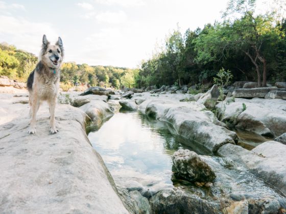 dog at campbell lake