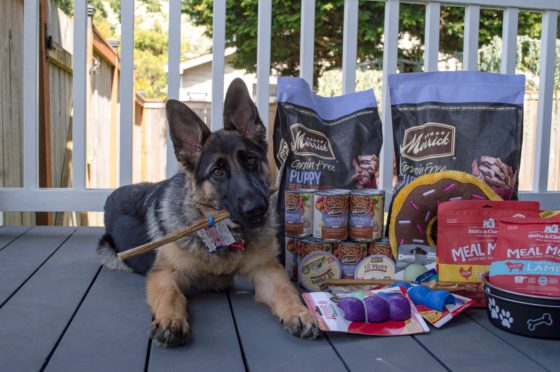 german shepherd