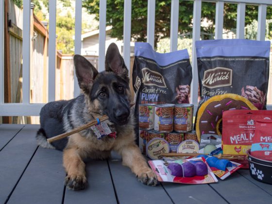 german shepherd