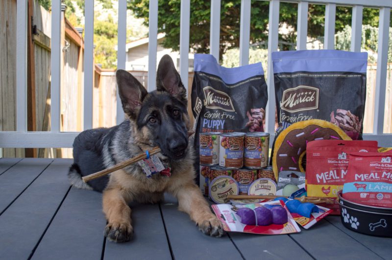 german shepherd