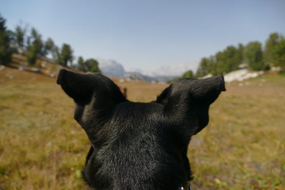 back of dog's black ears