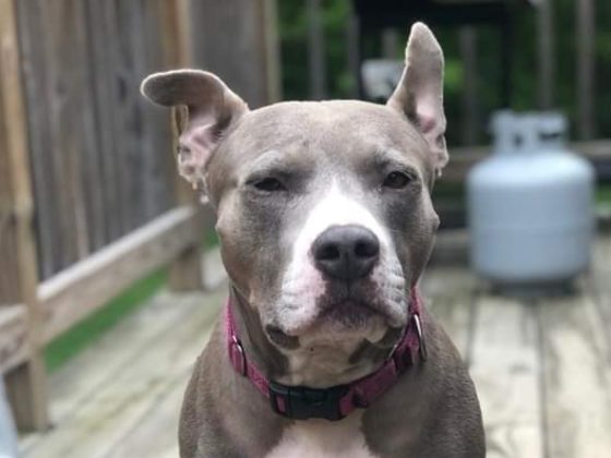 grey pit bull