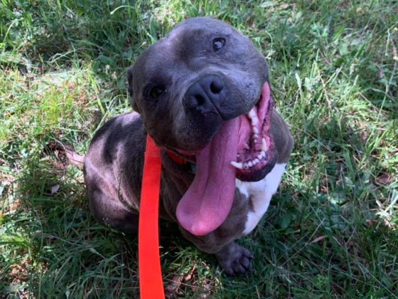 happy pit bull