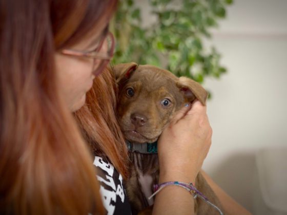 brown puppy cuddling