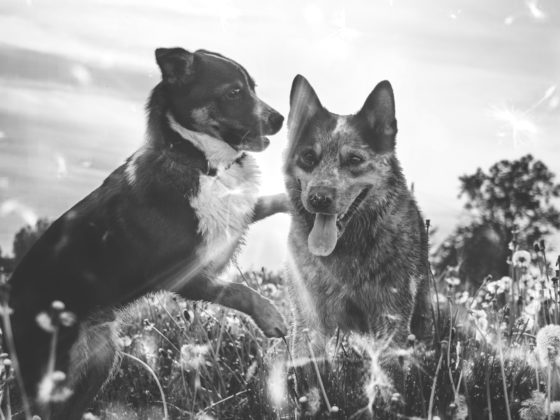 two dogs playing