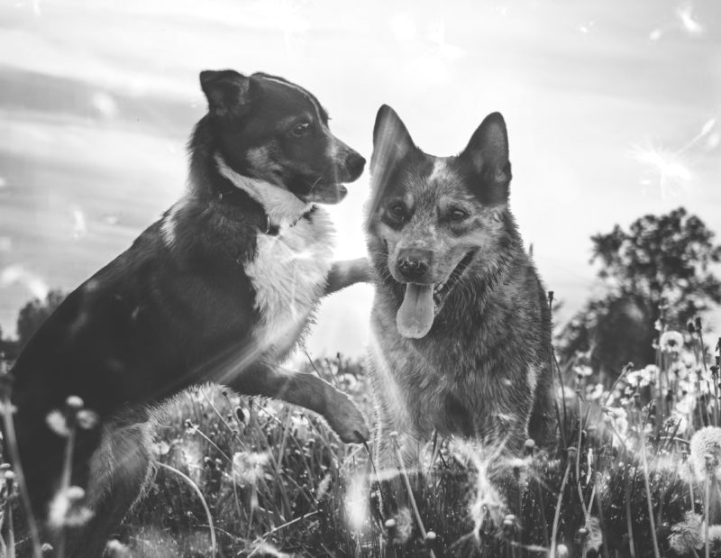 two dogs playing