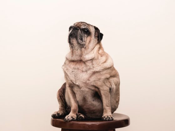 fat pug dog