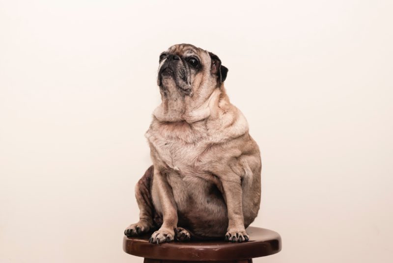 fat pug dog