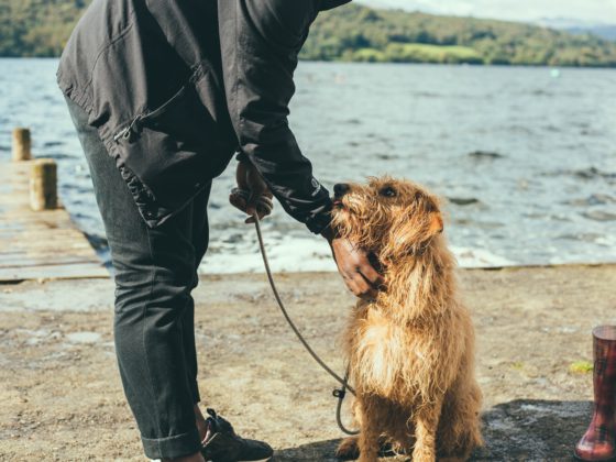 dog and man on beach