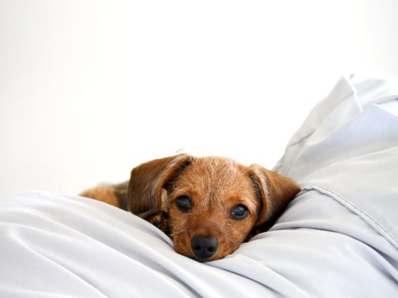 dog in sheets