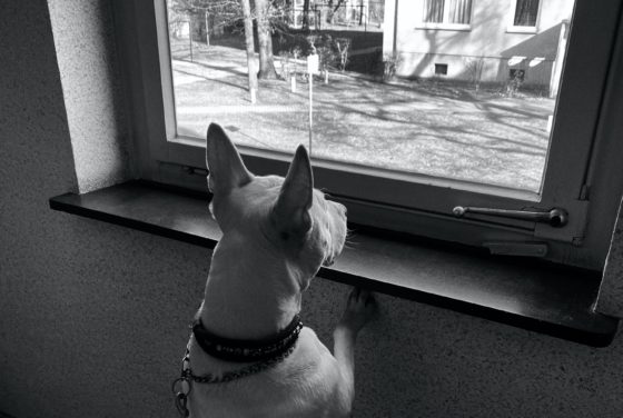 dog staring out a window