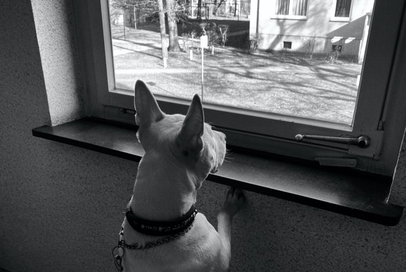 dog staring out a window