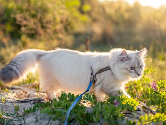 cat on leash