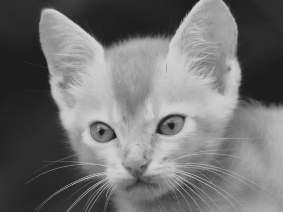 kitten face