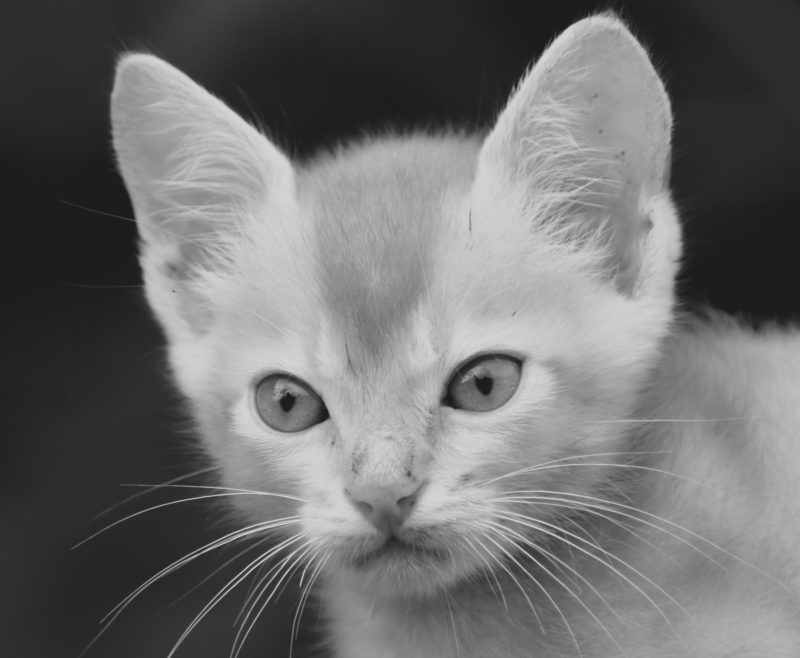 kitten face