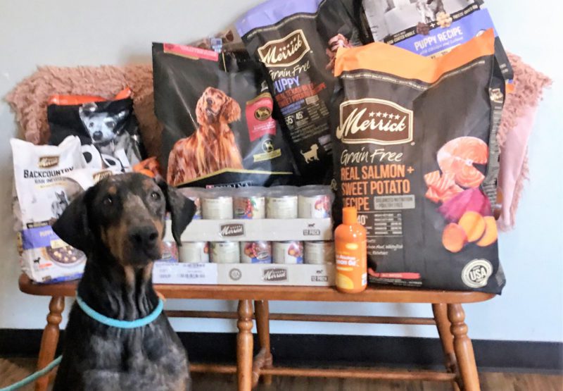 doberman with pet products