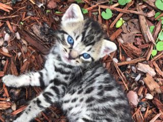 kitten in mulch