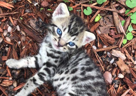 kitten in mulch