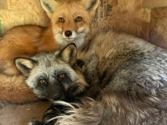 two foxes huddled together