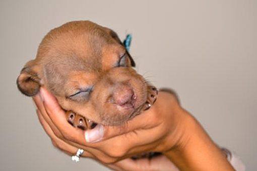 baby puppy in hands