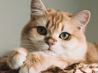 cat big eyes