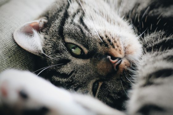 fluff cat face