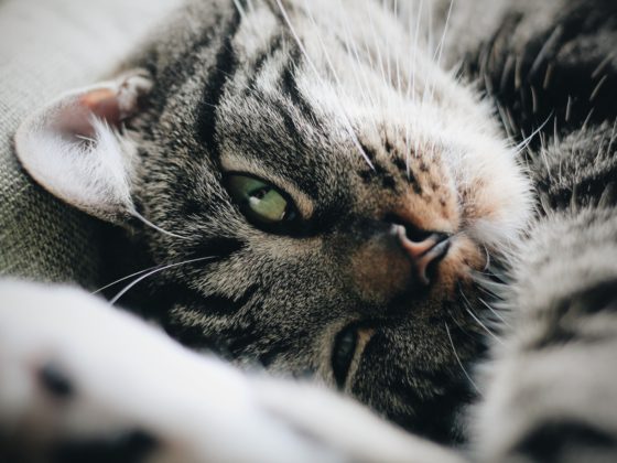 fluff cat face