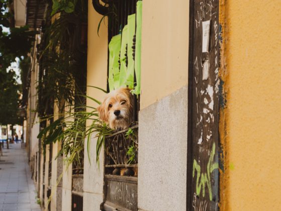 terrier staring out window