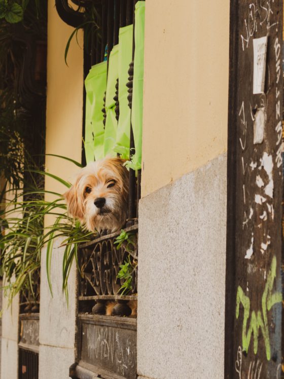 terrier staring out window