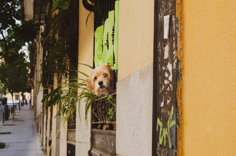 terrier staring out window