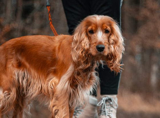 brown cocker spaniel