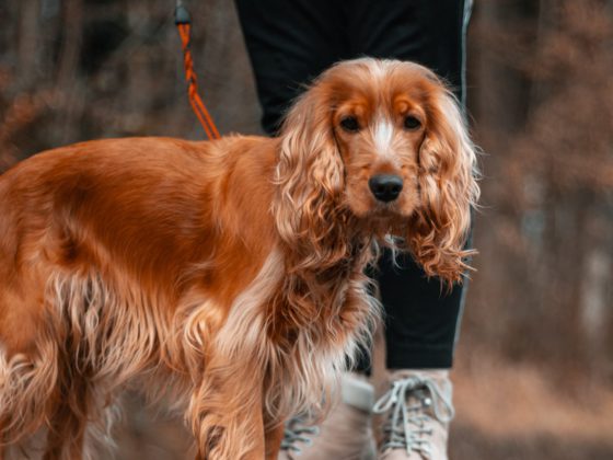 brown cocker spaniel