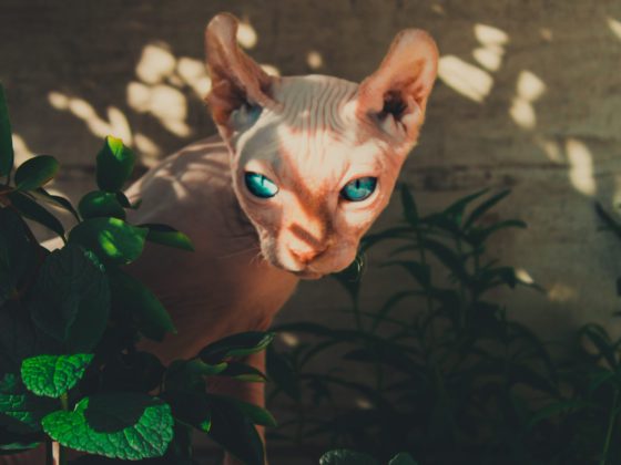 sphynx cat