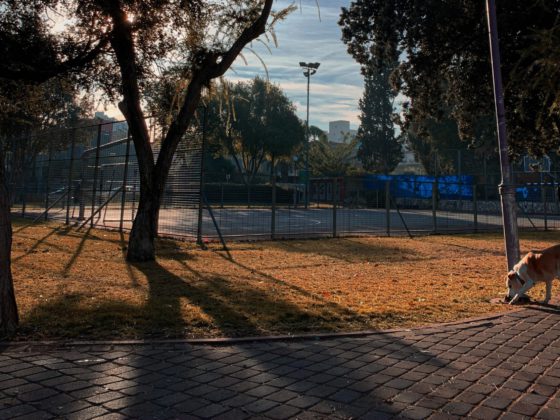 dog alone in park