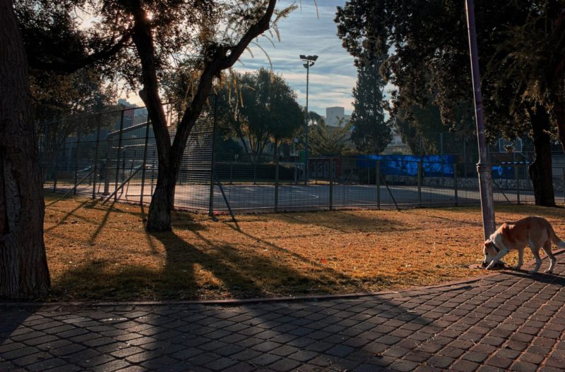 dog alone in park
