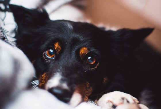black dog looking at camera