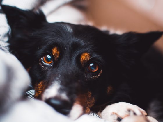 black dog looking at camera