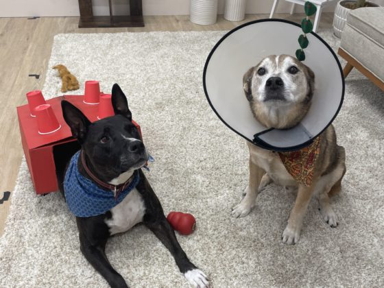dogs in costumes