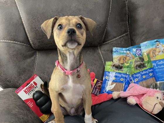 dog with toys