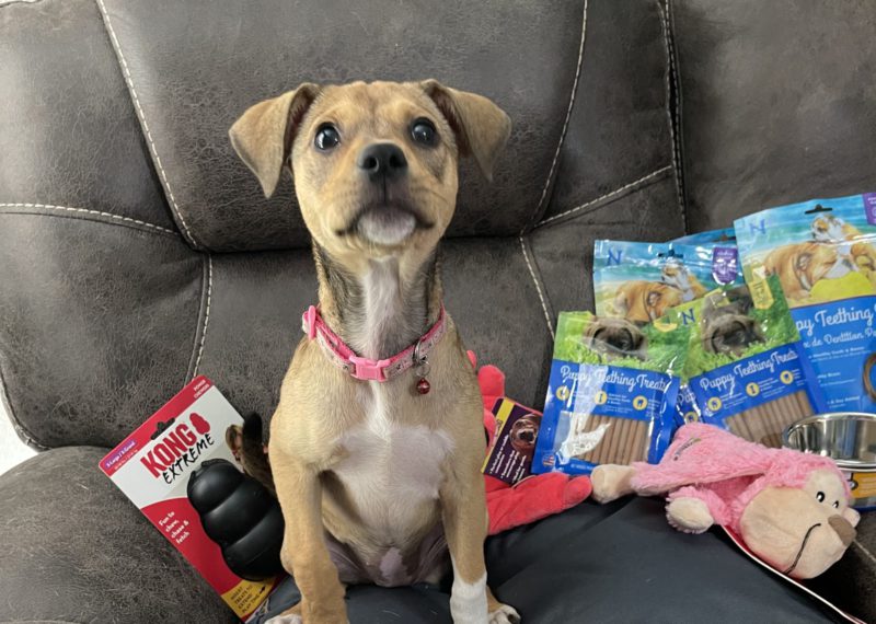 dog with toys