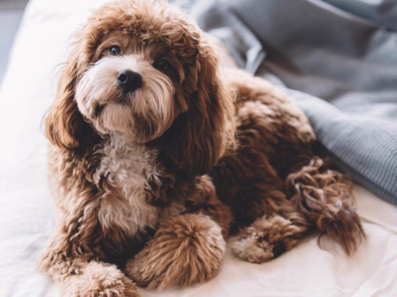 fluffy dog sitting on bed