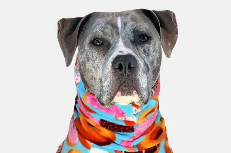 pit bull in tooth and honey