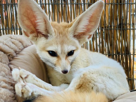 fox