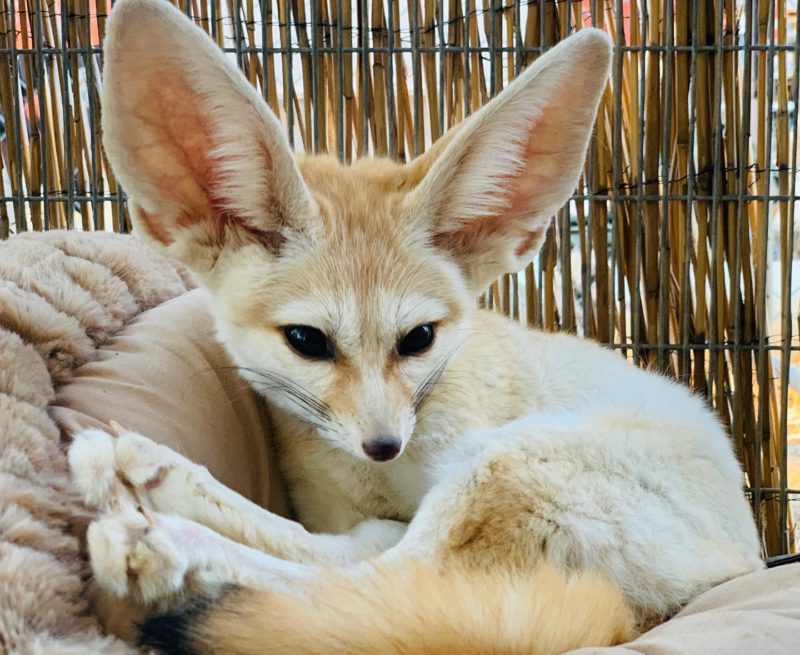 fox